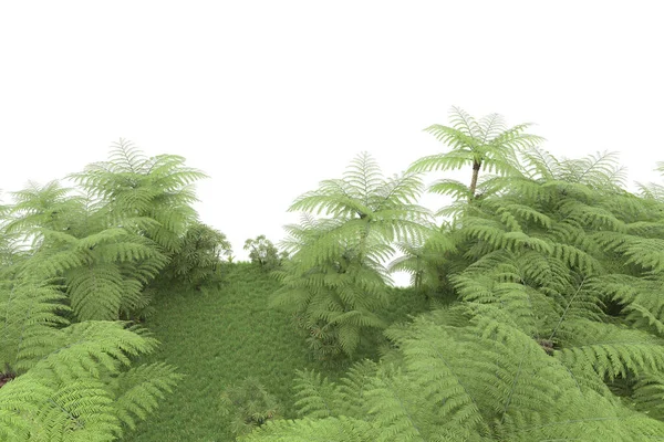 Tropisk Skog Isolerad Bakgrunden Återgivning Illustration — Stockfoto