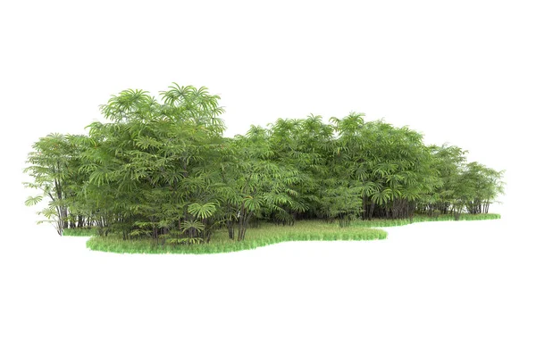 Natura Flora Koncepcja Realistyczne Palmy Izolowane Białym Tle Dla Miejsca — Zdjęcie stockowe