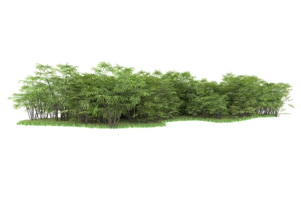 Natur Flora Konzept Realistische Palmen Isoliert Auf Weißem Hintergrund Für — Stockfoto