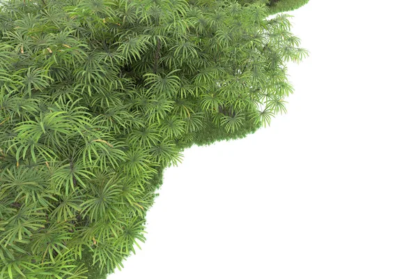 Концепция Природной Флоры Реалистичные Пальмы Изолированы Белом Фоне Копирования Пространства — стоковое фото