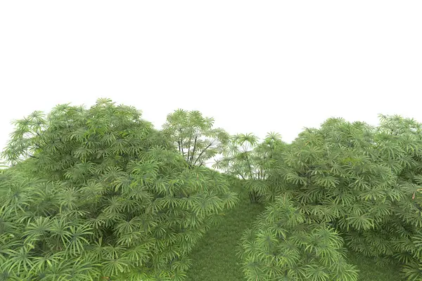 Natura Flora Koncepcja Realistyczne Palmy Izolowane Białym Tle Dla Miejsca — Zdjęcie stockowe