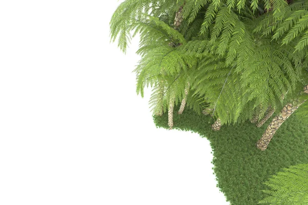 Konsep Flora Alam Pohon Palem Realistis Terisolasi Latar Belakang Putih — Stok Foto