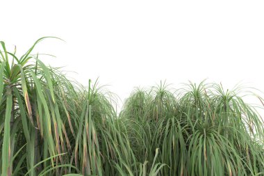 Beyaz arka planda izole edilmiş palmiye ağaçları adası. 3d görüntüleme - illüstrasyon