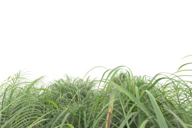 Beyaz arka planda izole edilmiş palmiye ağaçları adası. 3d görüntüleme - illüstrasyon