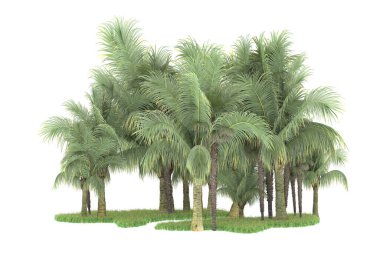 Beyaz arka planda izole edilmiş palmiye ağaçları adası. 3d görüntüleme - illüstrasyon