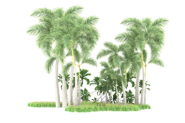 Island Palms Trees Isolated White Background Rendering Illustration — Stock Photo, Image