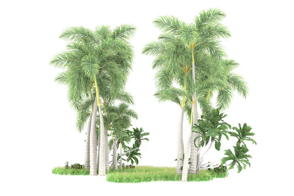 Island Palms Trees Isolated White Background Rendering Illustration — Stock Photo, Image