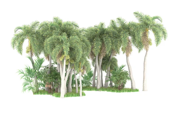 Острів Пальм Ізольований Білому Тлі Візуалізація Ілюстрація — стокове фото