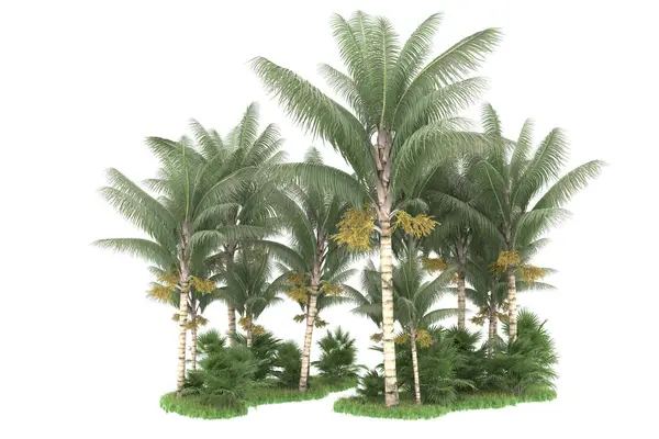 Острів Пальм Ізольований Білому Тлі Візуалізація Ілюстрація — стокове фото