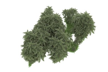 Beyaz arkaplanda izole edilmiş yeşil ağaçların 3d görüntülenmesi