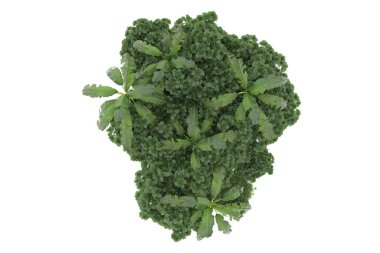 Arka planda çimenlik alandaki palmiye ağaçları izole. 3d görüntüleme - illüstrasyon