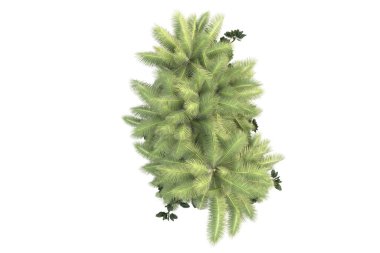 Arka planda çimenlik alandaki palmiye ağaçları izole. 3d görüntüleme - illüstrasyon