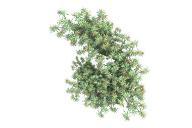 Arka planda çimenlik alandaki palmiye ağaçları izole. 3d görüntüleme - illüstrasyon