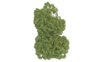 Arka planda çimenlik alandaki palmiye ağaçları izole. 3d görüntüleme - illüstrasyon