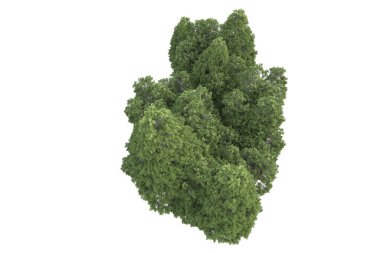 Beyaz arkaplanda izole edilmiş yeşil ağaçların 3d görüntülenmesi