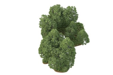Beyaz arkaplanda izole edilmiş yeşil ağaçların 3d görüntülenmesi