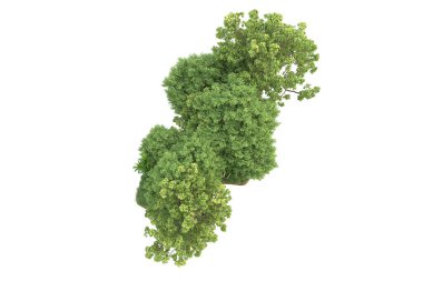 Beyaz arkaplanda izole edilmiş yeşil ağaçların 3d görüntülenmesi