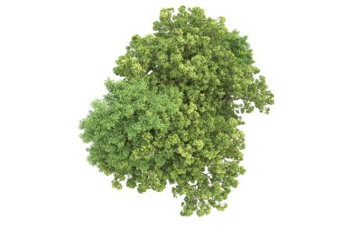 Beyaz arkaplanda izole edilmiş yeşil ağaçların 3d görüntülenmesi