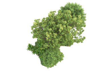 Beyaz arkaplanda izole edilmiş yeşil ağaçların 3d görüntülenmesi