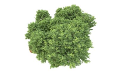 Beyaz arkaplanda izole edilmiş yeşil ağaçların 3d görüntülenmesi