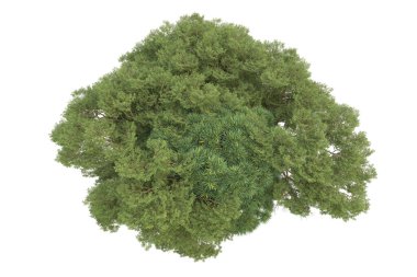 Beyaz arkaplanda izole edilmiş yeşil ağaçların 3d görüntülenmesi
