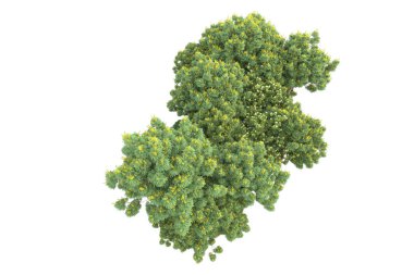 Beyaz arkaplanda izole edilmiş yeşil ağaçların 3d görüntülenmesi