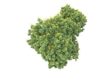 Beyaz arkaplanda izole edilmiş yeşil ağaçların 3d görüntülenmesi