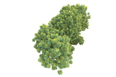 Beyaz arkaplanda izole edilmiş yeşil ağaçların 3d görüntülenmesi