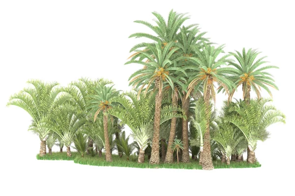 Island Palms Trees Isolated White Background Rendering Illustration — Stock Photo, Image