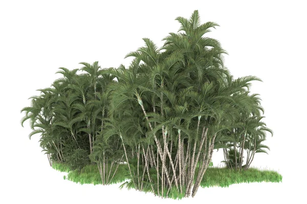 Darstellung Eines Grünen Baumes Isoliert Auf Weißem Hintergrund — Stockfoto