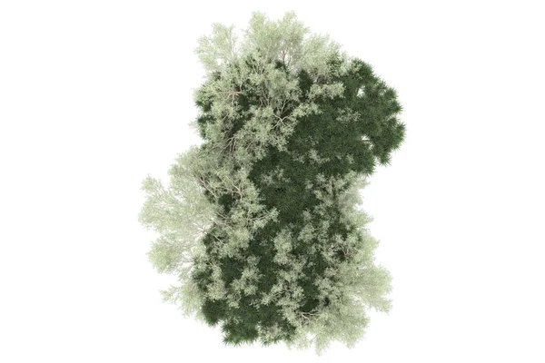 Representación Árboles Verdes Aislados Sobre Fondo Blanco —  Fotos de Stock