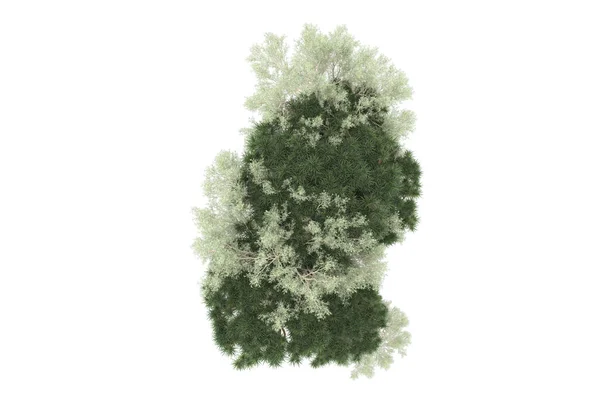 Representación Árboles Verdes Aislados Sobre Fondo Blanco — Foto de Stock