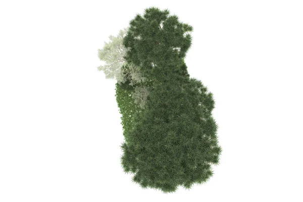 Rendering Green Trees Isolated White Background — Stock Photo, Image