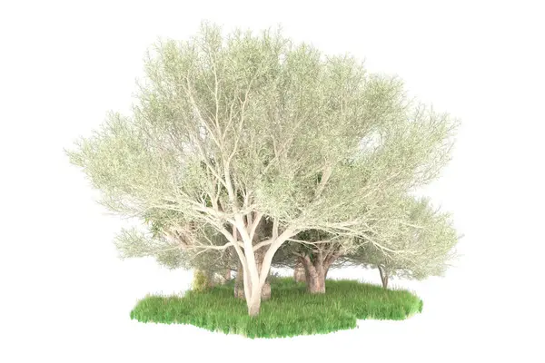 Ліс Ізольований Білому Тлі Візуалізація Ілюстрація — стокове фото