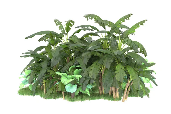 stock image Tropical forest arrangement isolated on background. 3d rendering - illustration