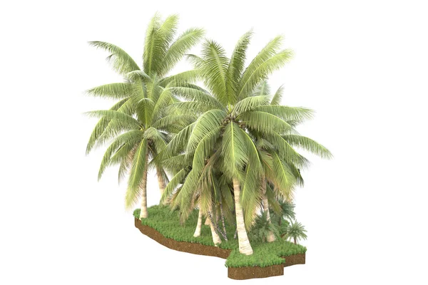 Пальмы Поле Травы Изолированы Заднем Плане Рендеринг Иллюстрация — стоковое фото