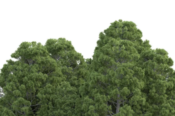 Vykreslení Zelených Stromů Izolovaných Bílém Pozadí — Stock fotografie