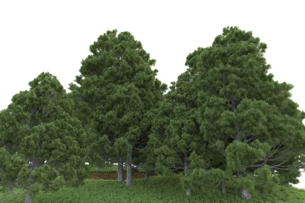 Rendering Pohon Hijau Diisolasi Pada Latar Belakang Putih — Stok Foto