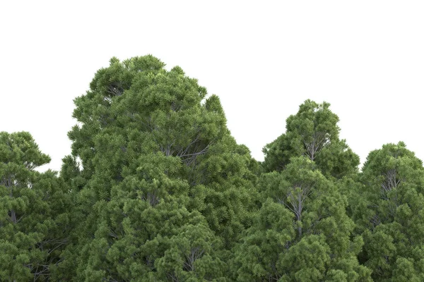 배경에 나무의 렌더링 — 스톡 사진