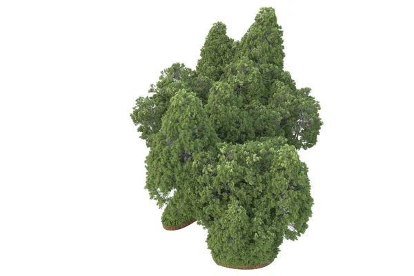Darstellung Eines Grünen Baumes Isoliert Auf Weißem Hintergrund — Stockfoto