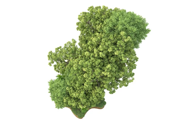 Weergave Van Een Groene Bomen Geïsoleerd Witte Achtergrond — Stockfoto