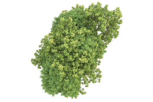 白い背景に隔離された緑の木の3Dレンダリング — ストック写真