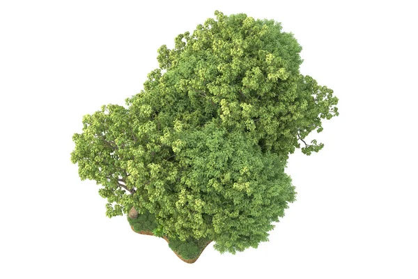 Рендеринг Зеленых Деревьев Белом Фоне — стоковое фото