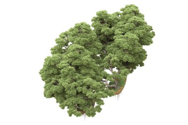 Beyaz arka planda ağaçlar olan bir ada. 3d görüntüleme - illüstrasyon