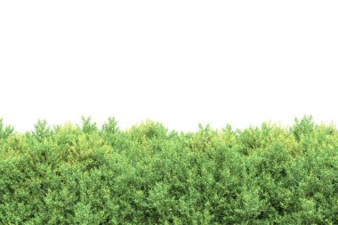 Beyaz arka planda ağaçlar olan bir ada. 3d görüntüleme - illüstrasyon