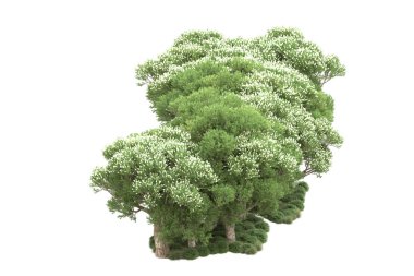 Fotokopi alanı için beyaz zemin üzerinde izole edilmiş gerçekçi ağaçlar.