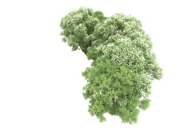 Beyaz arkaplanda yeşil çiçekli ağaçlar 