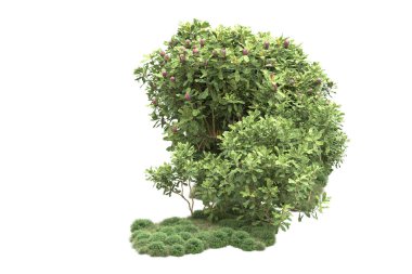 Fotokopi alanı için beyaz zemin üzerinde izole edilmiş gerçekçi ağaçlar.