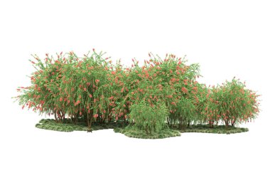 Fotokopi alanı için beyaz zemin üzerinde izole edilmiş gerçekçi ağaçlar.