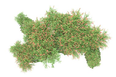 Fotokopi alanı için beyaz zemin üzerinde izole edilmiş gerçekçi ağaçlar.